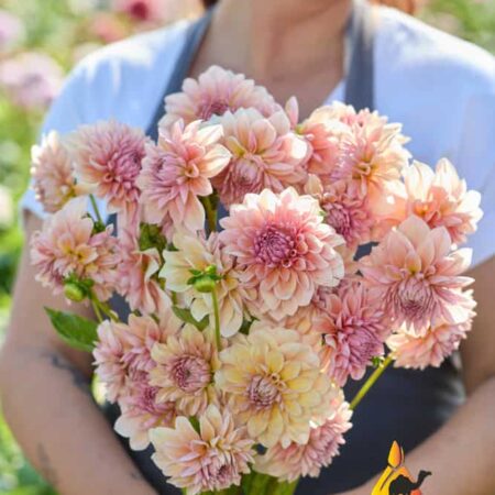 Dália "Sturm Sweet Maria" (1 db)