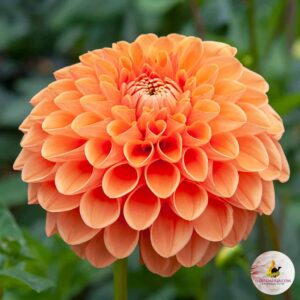 Dália "Sylvia" (1 db)