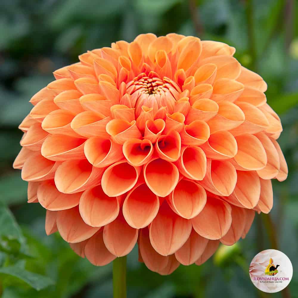 Dália "Sylvia" (1 db)