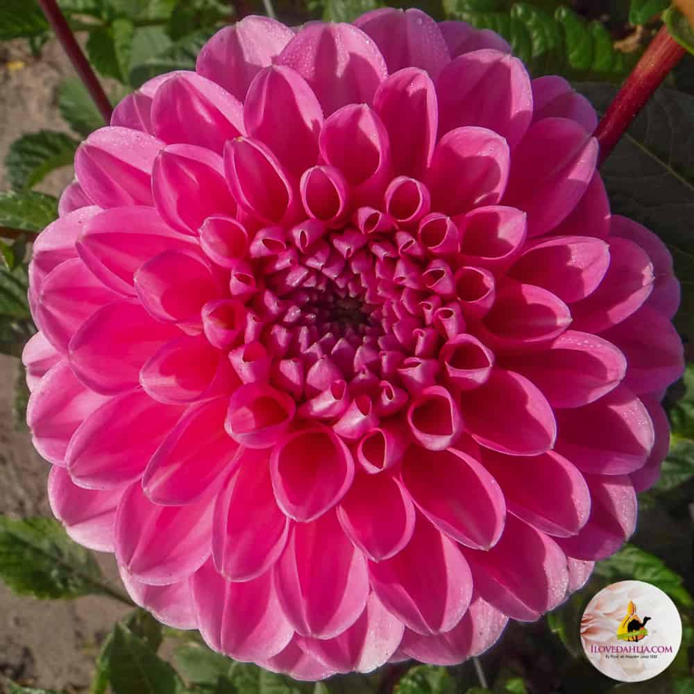 Dália "Veerle" (1 db)