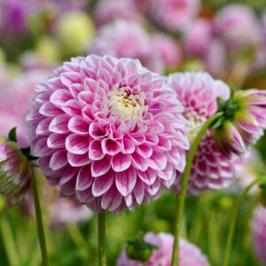 Dália "Marshmallow Baby" (1 db)