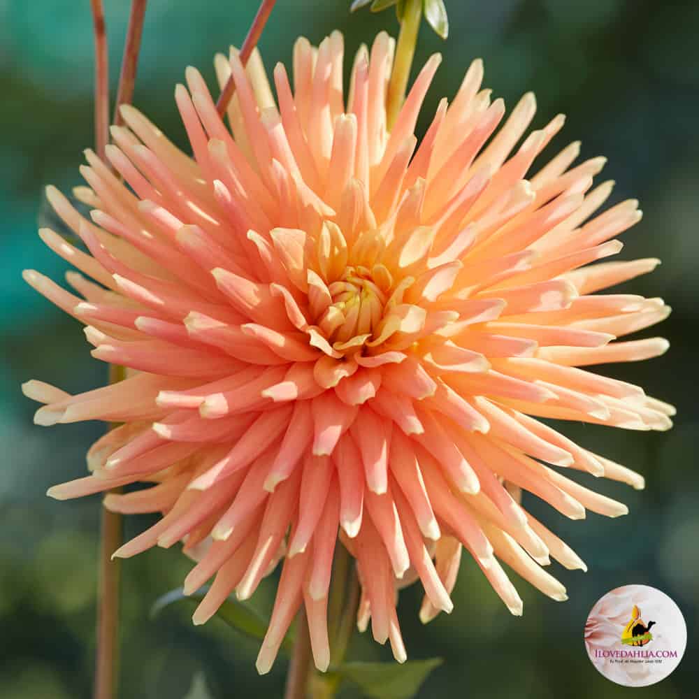 Dália "P.G. Wodehouse" (1 db)