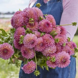 Dália "Pink Suffusion" (1 db)