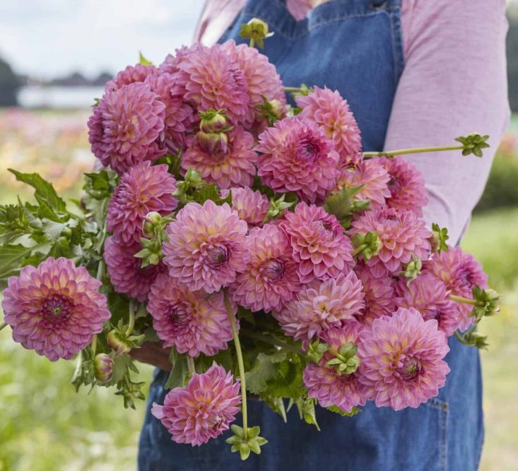 Dália "Pink Suffusion" (1 db)