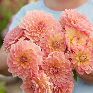 Dália "Bestseller" (1 db)