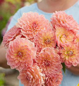 Dália "Bestseller" (1 db)