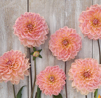 Dália "Bestseller" (1 db) - Image 2