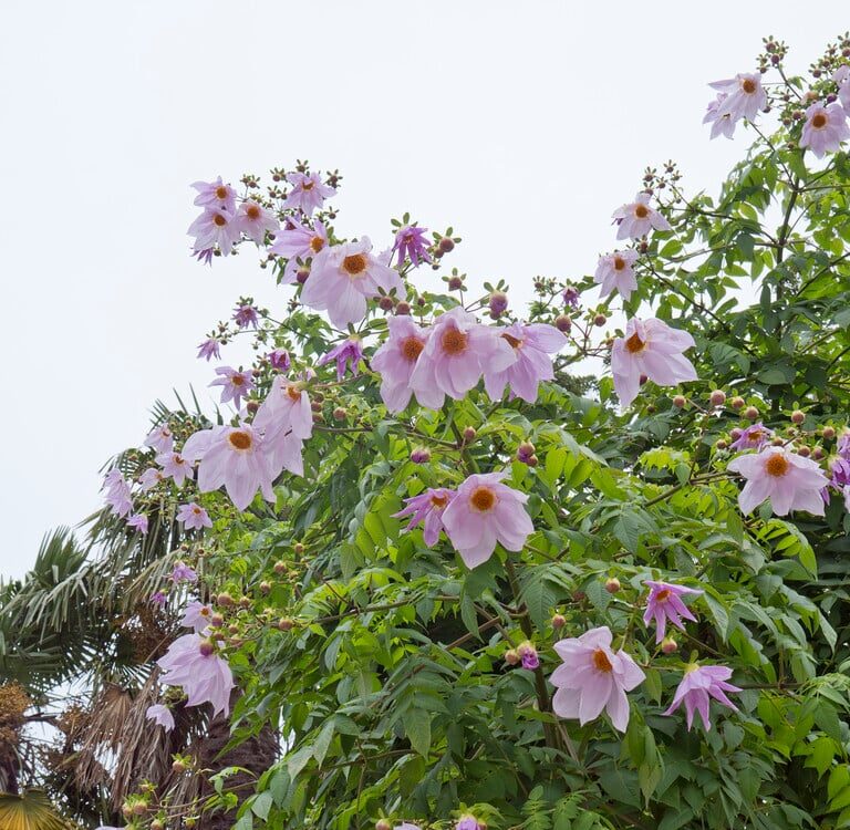 Dália "Imperialis" (1 db)