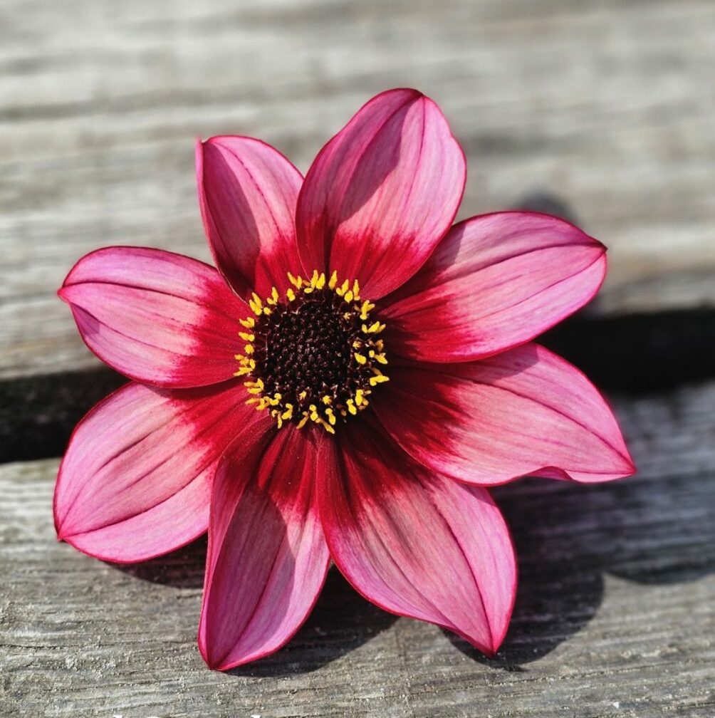 Dália "Lou Farman" (1 db)