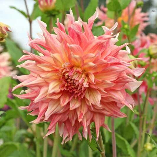 Dália "Penhill Watermelon" (1 db)