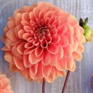 Dália "Portofino" (1 db)