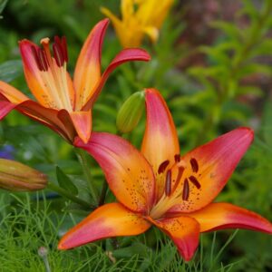 Lilium "Royal Sunset" - ázsiai liliom (2 db)