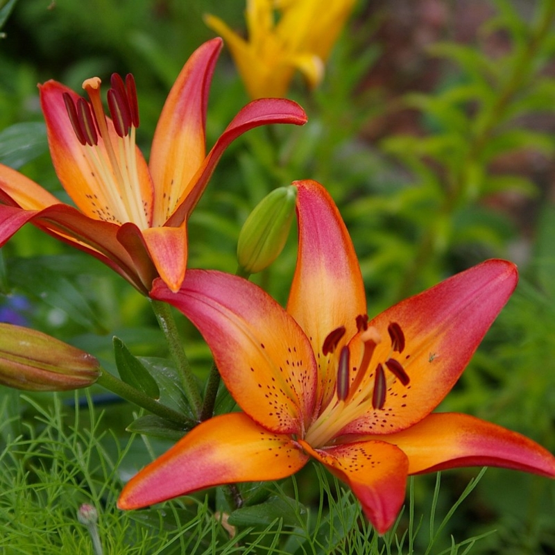 Lilium "Royal Sunset" - ázsiai liliom (2 db)
