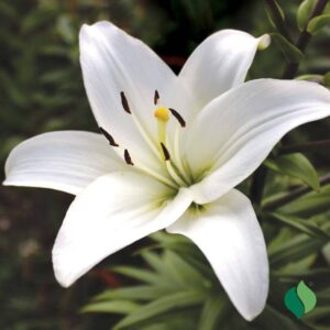 Lilium "Navona" - ázsiai liliom (2 db)