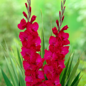Gladiolus "Plum Tart" - kardvirág (5db)