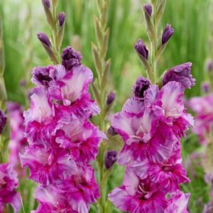 Gladiolus "Purple Art" - kardvirág (5db)