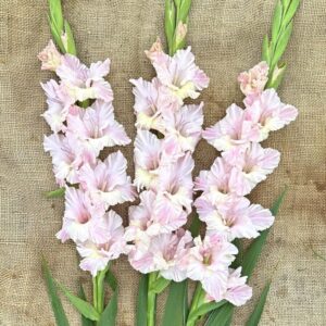 Gladiolus "Pink Lightning" - kardvirág (5db)