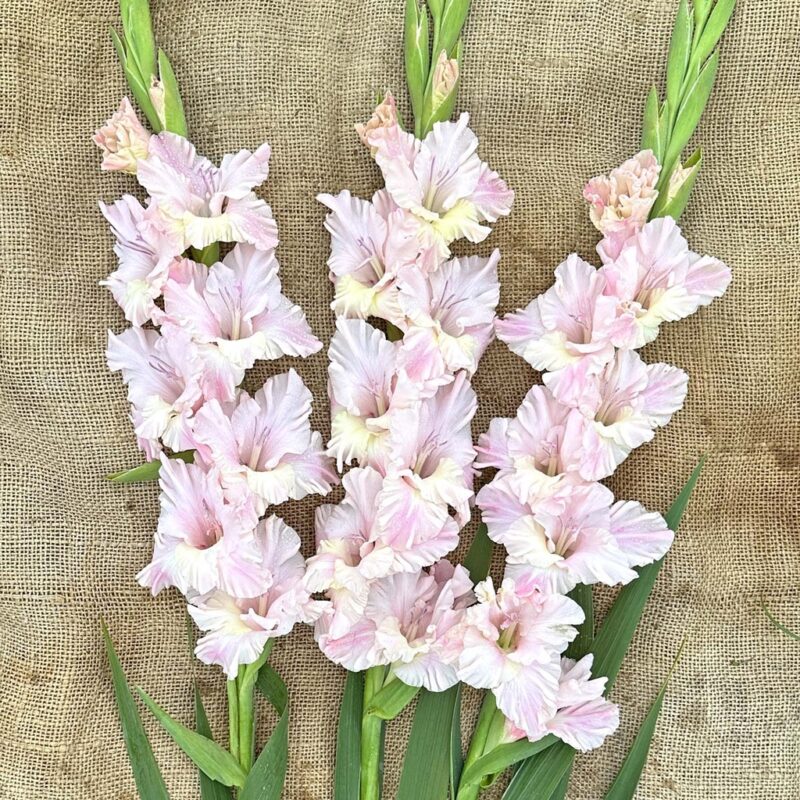 Gladiolus "Pink Lightning" - kardvirág (5db)