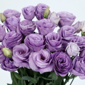 Rosita Lavender (7 db liziantusz palánta)