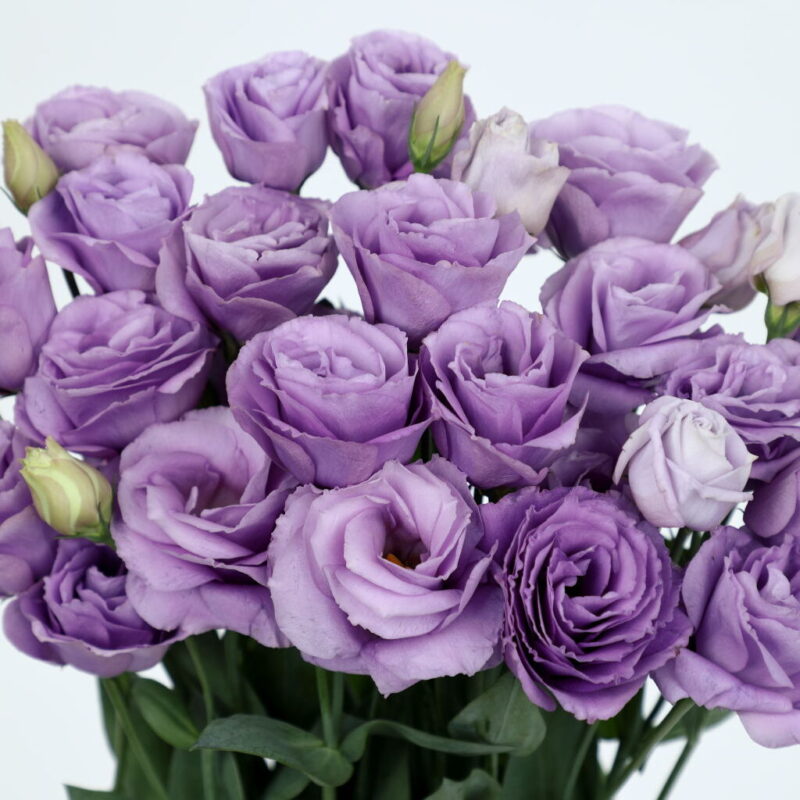 Rosita Lavender (7 db liziantusz palánta)