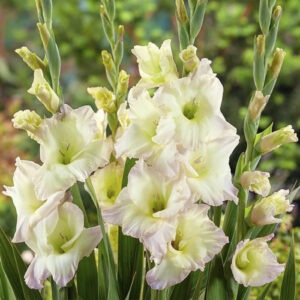 Gladiolus "Alicia" - kardvirág (5db)