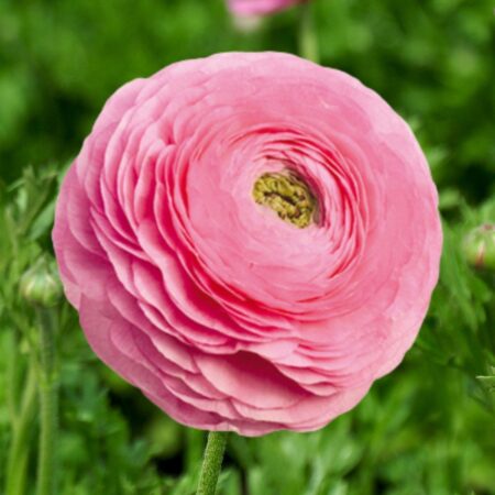 Ranunculus asiaticus - Excluzív boglárka "Elegance Rosa" (3 db)