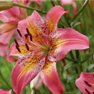 Lilium "Fancy Dance" - ázsiai liliom (2 db)