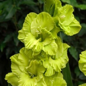 Gladiolus "Green Star" - kardvirág (7db)