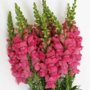 Antirrhinum majus - Tátika "Potomac Dark Pink" (min 20 szem)