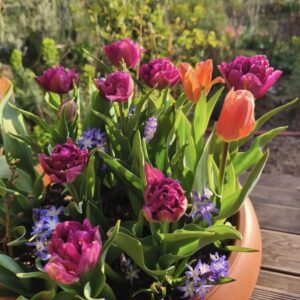 Tulipán lasagne "Rose Beauty" (9db)