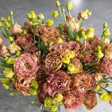 Eustoma grandiflorum - Liziantusz, préritárnics "Rosanne 2 Terracotta" (min 20 szem)