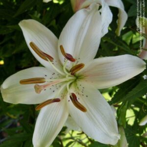 Lilium "Marseilles" - ázsiai liliom (2 db)