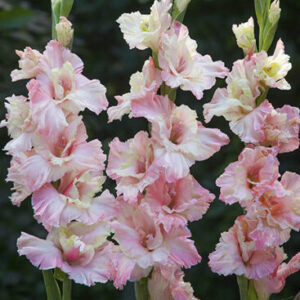 Gladiolus "Mindset" - kardvirág (5db)