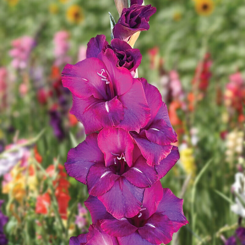 Gladiolus "Next Level" - kardvirág (5db)