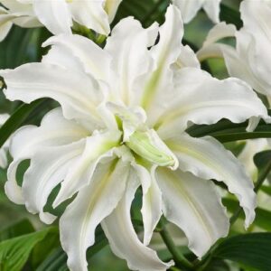 Lilium "Polar Star" - orientális liliom (2db)