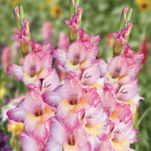 Gladiolus "Priscilla" - kardvirág (5db)