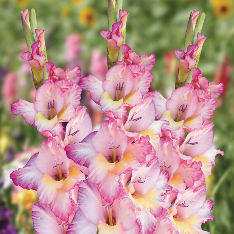 Gladiolus "Priscilla" - kardvirág (5db)