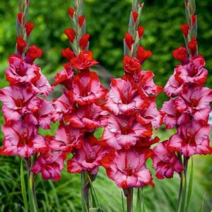 Gladiolus "Teds Trump" - kardvirág (5db)