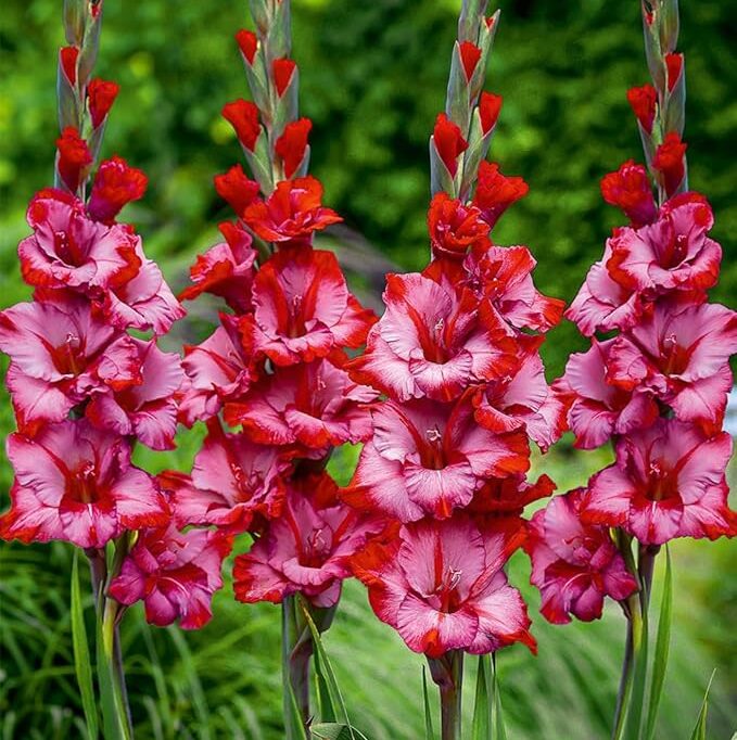 Gladiolus "Teds Trump" - kardvirág (5db)