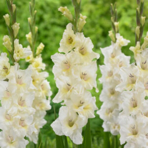 Gladiolus "White Prosperity" - kardvirág (5db)