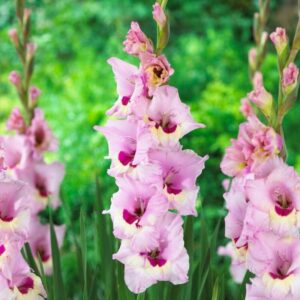 Gladiolus "Zamora" - kardvirág (5db)