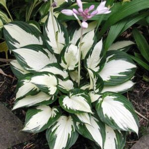 Hosta "Fire and Ice" - Árnyékliliom (1 db)