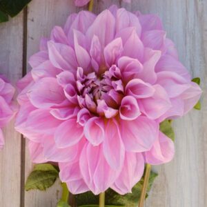 Dália "Lavender Perfection" (1 db)