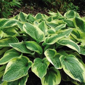 Hosta "Wide Brim" - Árnyékliliom (1 db)