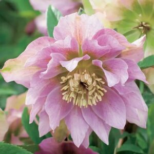 Helleborus orientalis "Double E.Pink" - Keleti hunyor (1 db)