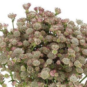 Astrantia "Magical Diamonds Pink" - Nagy völgycsillag (1 db)