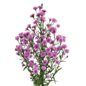 Aster "Primavera" - Őszirózsa (2 db)