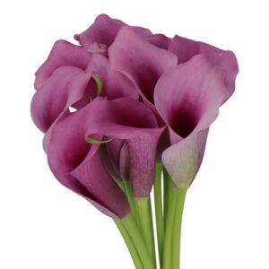 Calla "Paco" - kála (1 db)