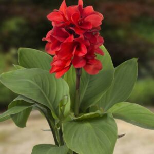 Cannasol "Happy Isabel" - kánna (1 db)