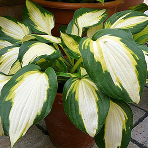Hosta "Color Festival" - Árnyékliliom (1 db)